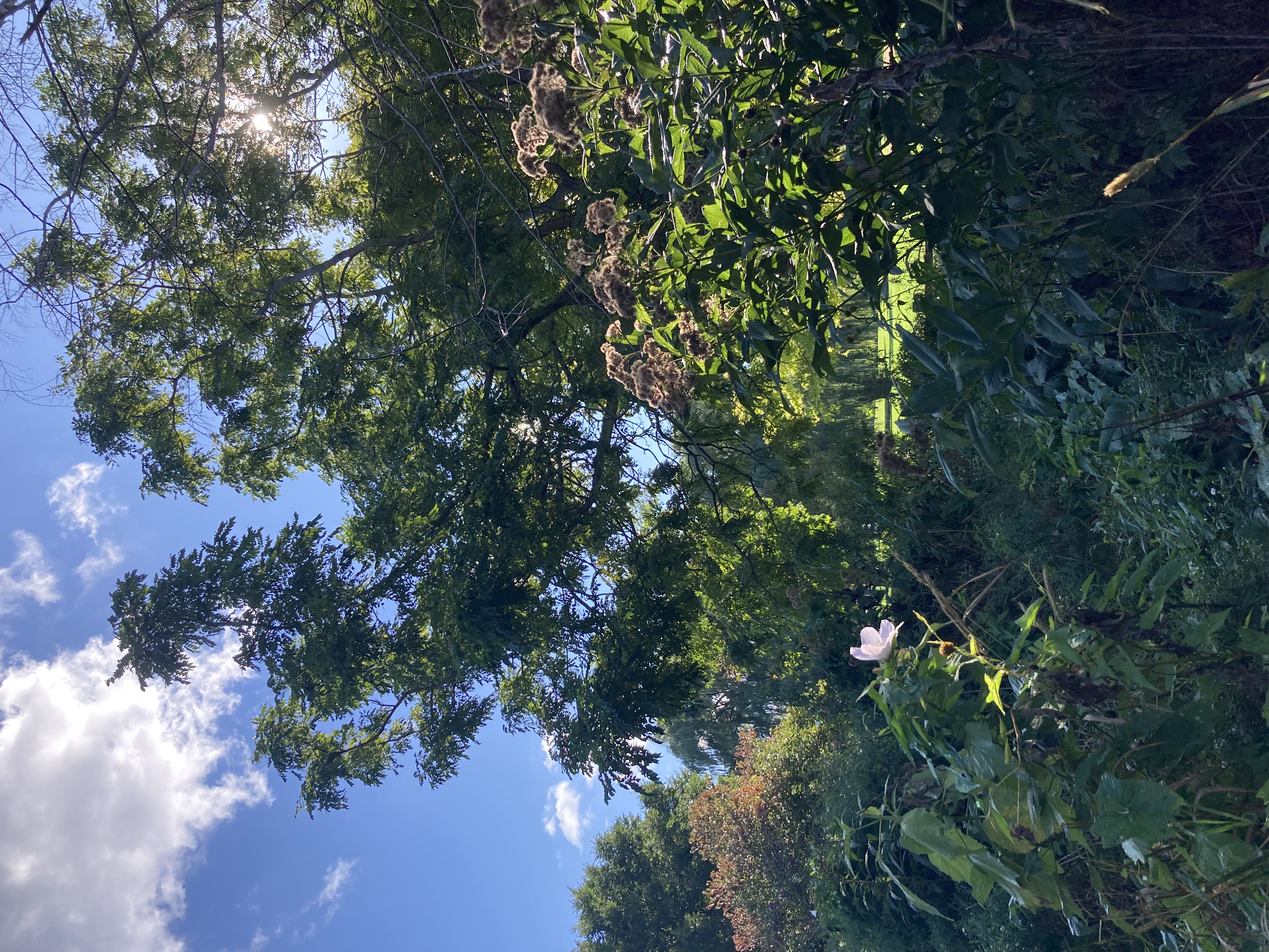 Gazine up at a blue sky at Winnemac Park, where the white sun shines through dark green leaves and lights a single, very pale purple flower.