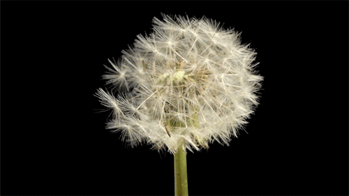 life cycle flower GIF