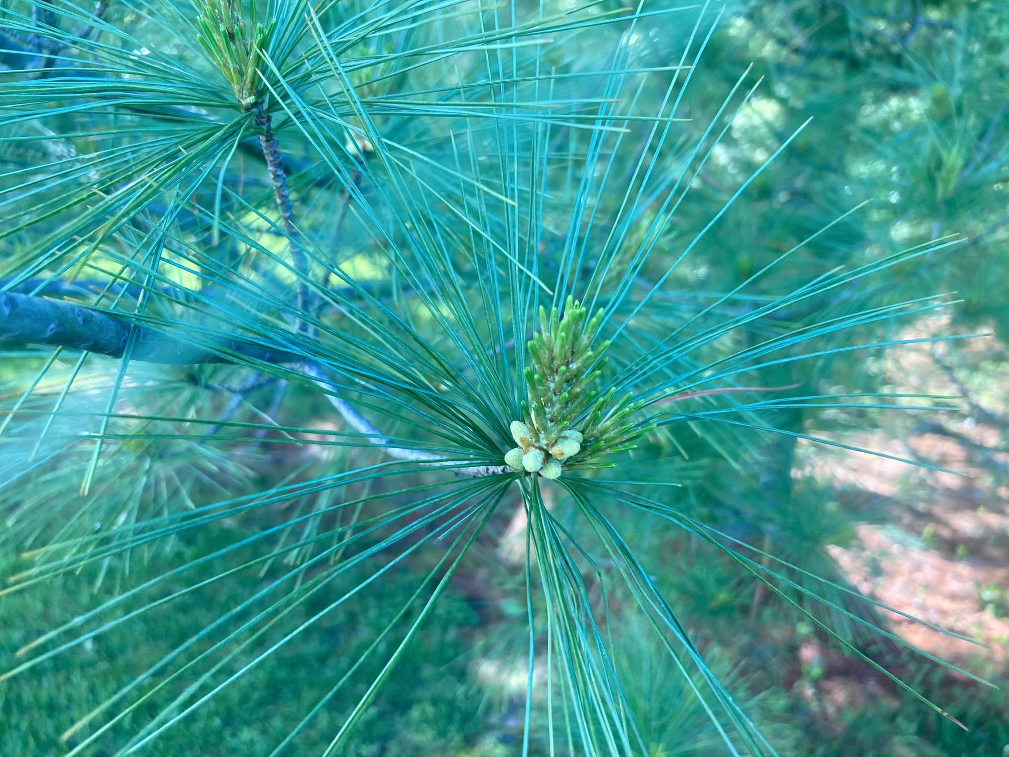 A snapshot I took yesterday, a close-up of new pine buds amid more mature needles on an evergreen tree.