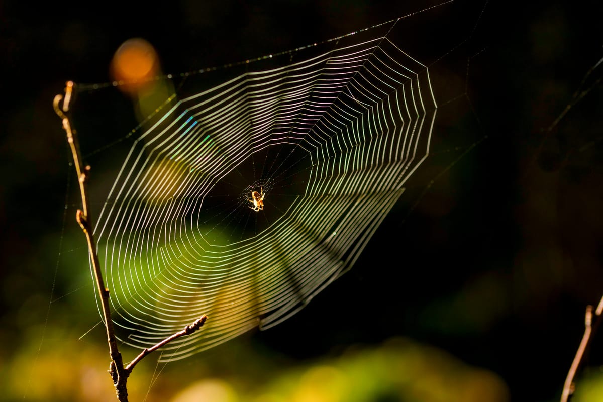 A spider doing it's thing at the center of an elaborate web that's attached to a thin but strong twig, all in brilliant golden light
