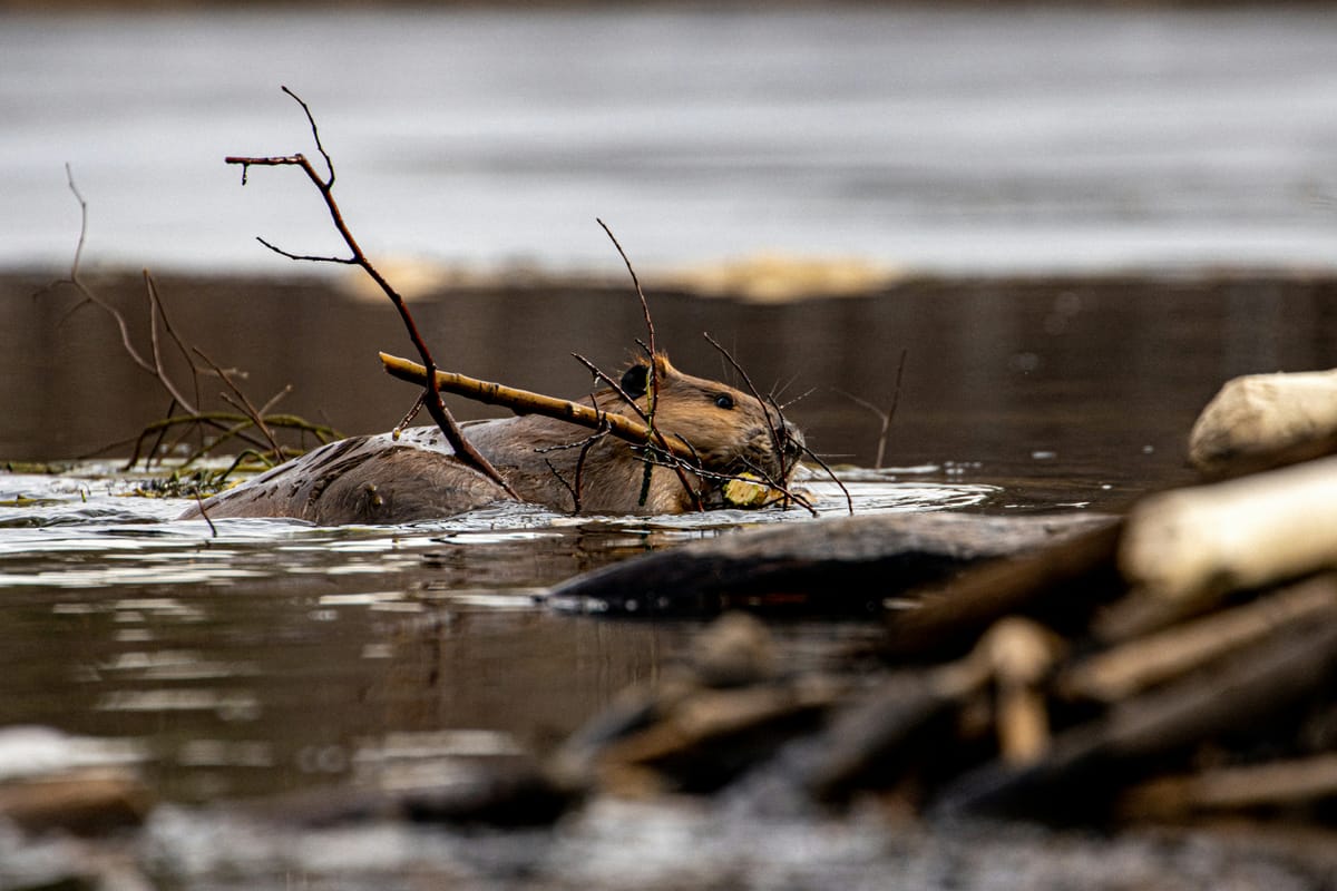 Close-up of a beaver with sticks in its mouth as it swims from one point to another. It looks focused and determined.