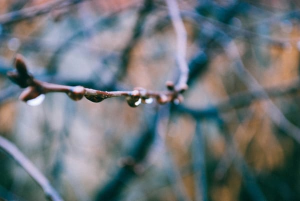 Decorative photo of raindrops on twigs that are just starting to bud.