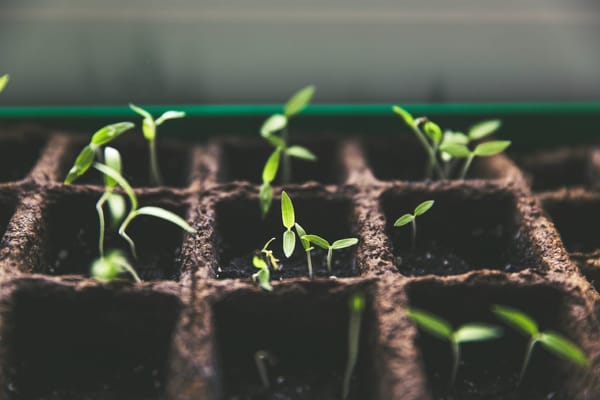 Close-up photo of tiny green seedlings shooting up from container of soil