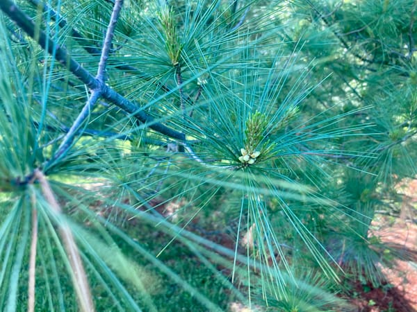 A snapshot of new growth emerging from the branch of an evergreen tree.