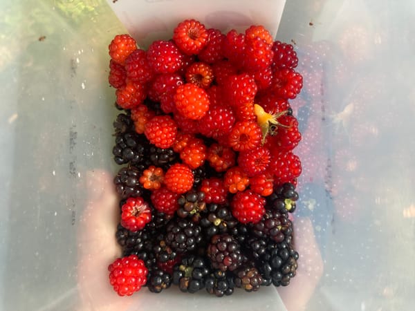 Scarlet red wineberries and deep purple blackberries inside a reused plastic container