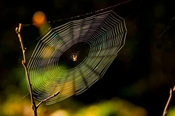 A spider doing it's thing at the center of an elaborate web that's attached to a thin but strong twig, all in brilliant golden light