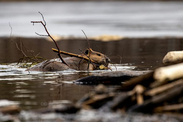 Close-up of a beaver with sticks in its mouth as it swims from one point to another. It looks focused and determined.